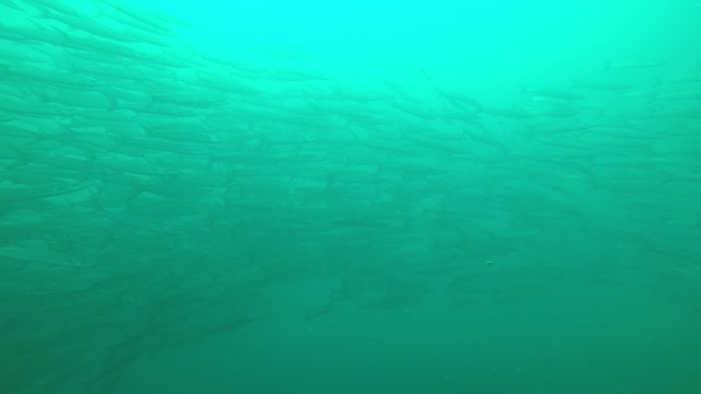 barracuda underwater sea thailand