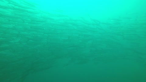 barracuda underwater sea thailand