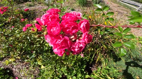 Garden Roses