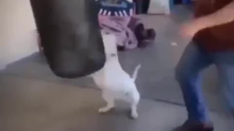 Dog#&#cat#funny#video#trending