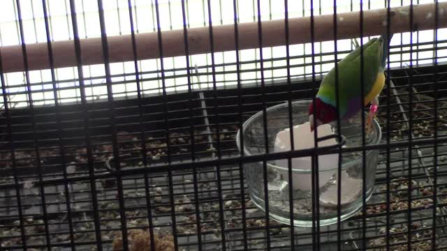 Birds and Egg shells
