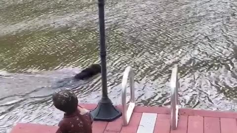 Dog fall into a lake rescue owner