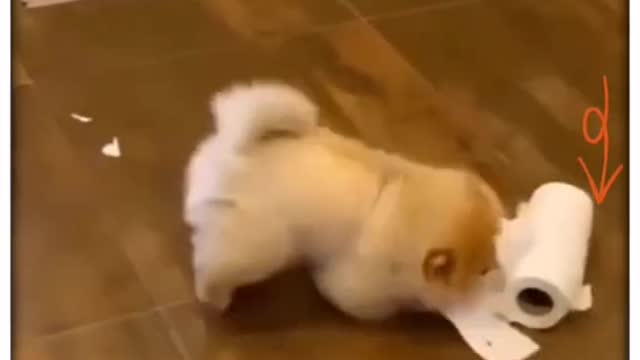 Two Dogs Playing Together. Aren't they Adorable
