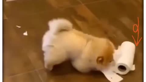 Two Dogs Playing Together. Aren't they Adorable