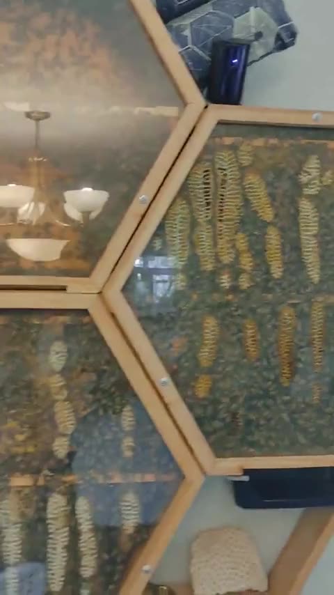The man has transparent beehives in his house