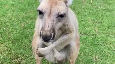 The kangaroo