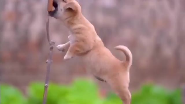 Beautiful puppy playing for eating food.