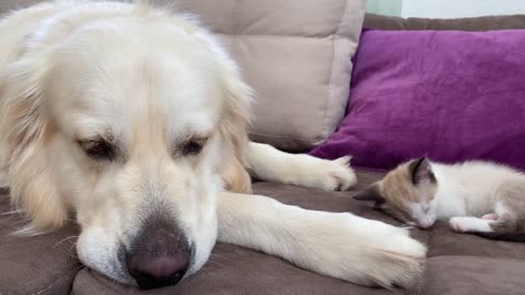 Golden Retriever and Kitten are Best Friends!