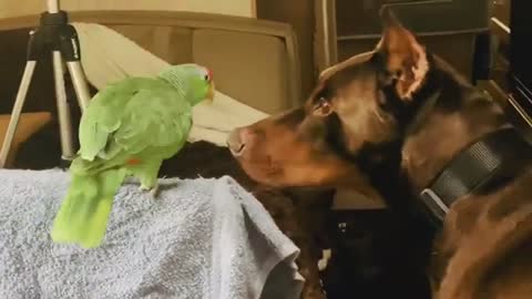 A Unusual friendship between Amazon Parrot and Doberman