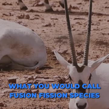 🔐 Unlocking The Mysteries Of Fusion-Fission Species! 🌐🔍