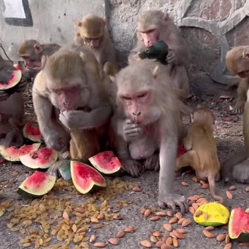 Feeding monkeys