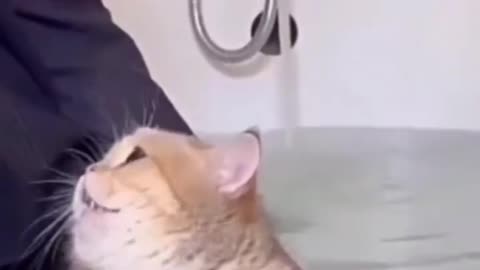 KUCING LUCU KECEBUR AIR