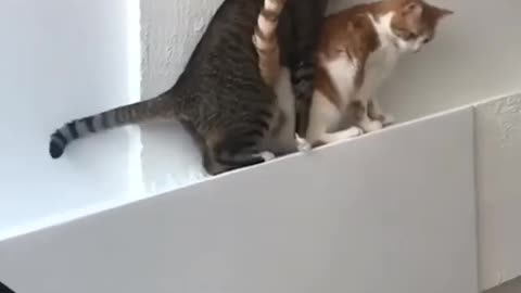 Funny Cat video