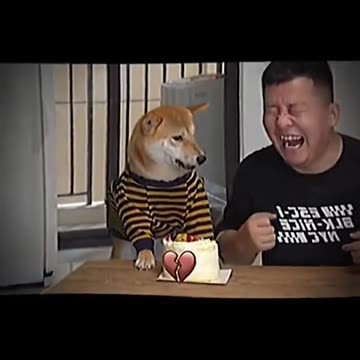 This is Called Dog Punch👊👊👊