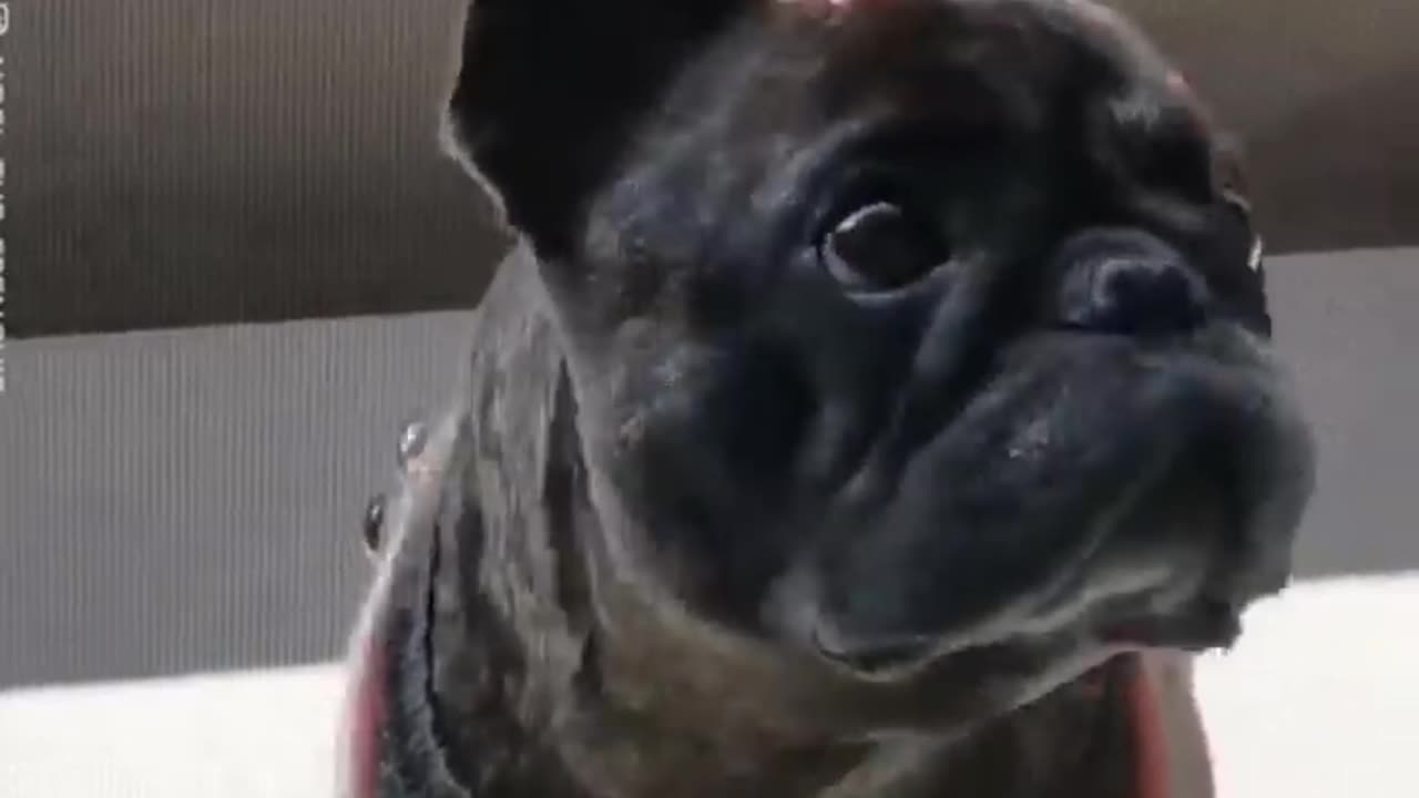 Funny Animals interesting and amazing video for fun