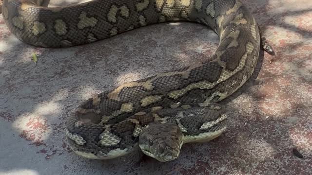 Massive Carpet Python Bites Snake Catcher