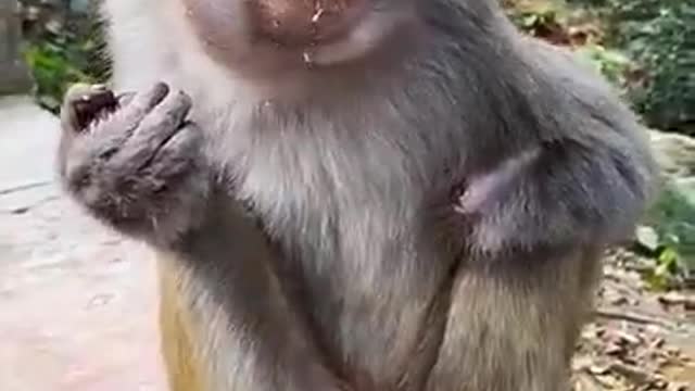 See this monkey