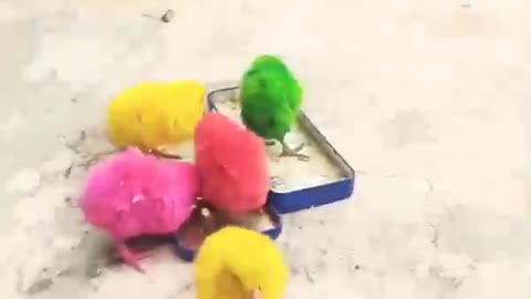 Beautiful. videos
