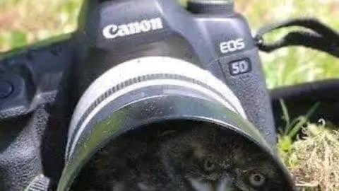 Bird while shooting