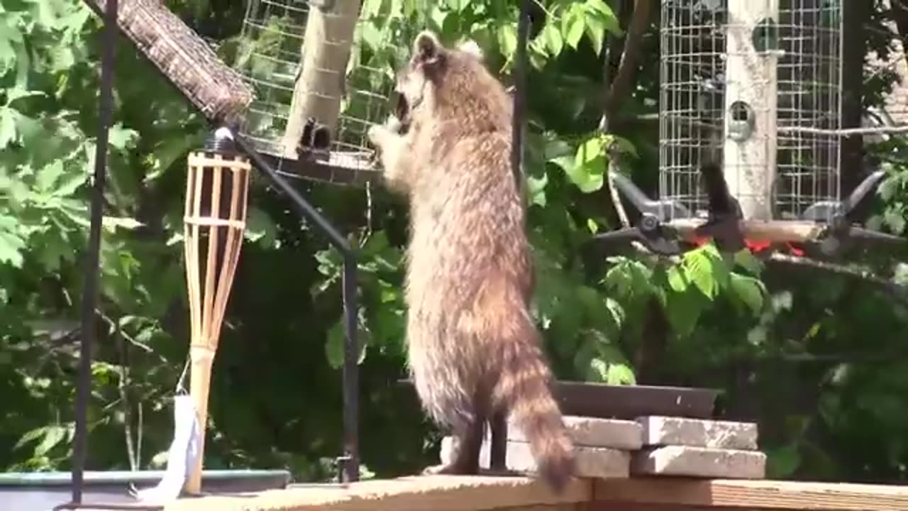 Trash Pandas