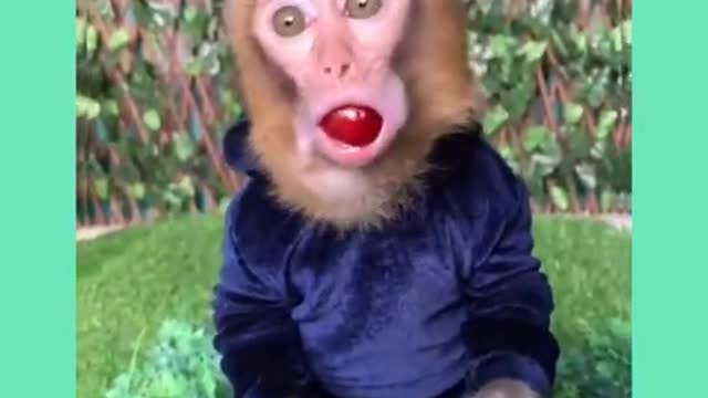 😂😂 Funny animals vines #shorts #tiktok #kids #funny