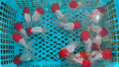 Best quality goldfish collection at goldfish farm-3