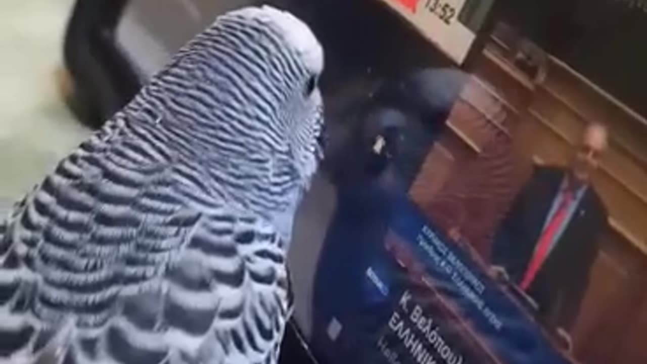 Το νέο μέλος των Ραδιομακελάρηδων ΜΕΡΟΣ 2ο