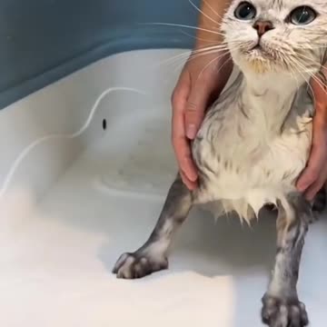 cat taking baths - funny cat
