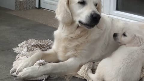 Puppy loves her Mom 🐶 Play time ⏲️ 😍