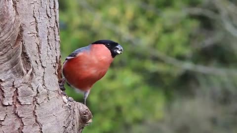 cute bird is eating