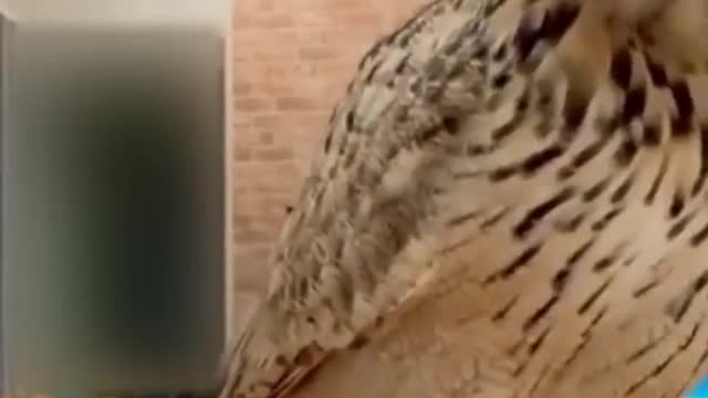 Best Funny Animal Videos of the year (2021), funniest animals ever. relax with cute animals.AWW anim