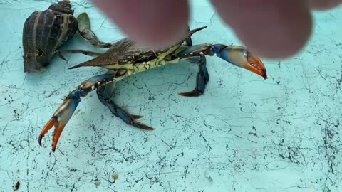 Big Blue Crab