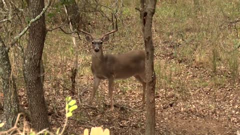 Deer Hunting with Handguns #hunting #whitetails