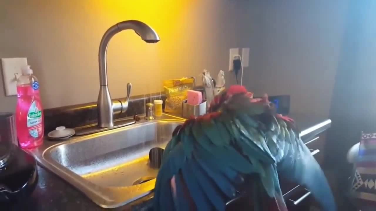 A Parrot's morning dance.. lovely beat!