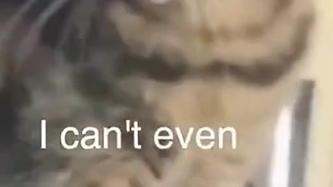 When the catnip hits