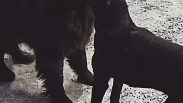 Phantom’s world. Newfoundland dog Phantom and Santa Claus❤️🇨🇦