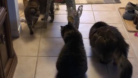 Cats checking out Rudolf
