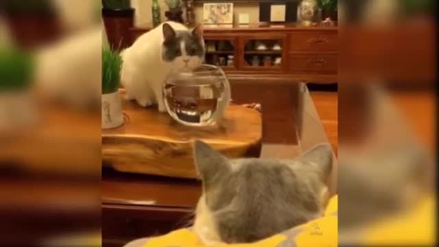 Baby cat - cute and funny videos compilation