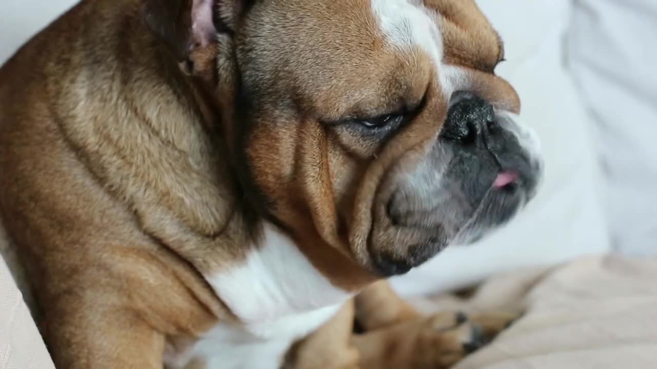 How To Treat a Dog's Dry Nose