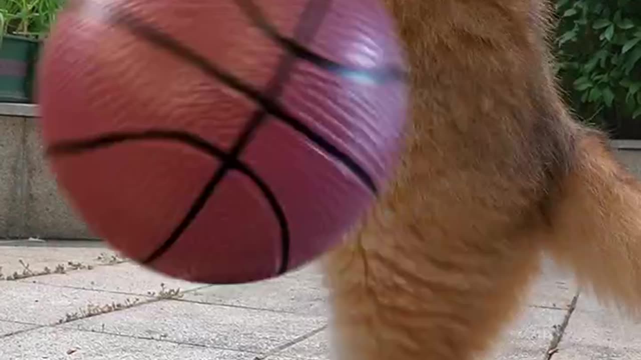 Sports spirit of basketball cat play