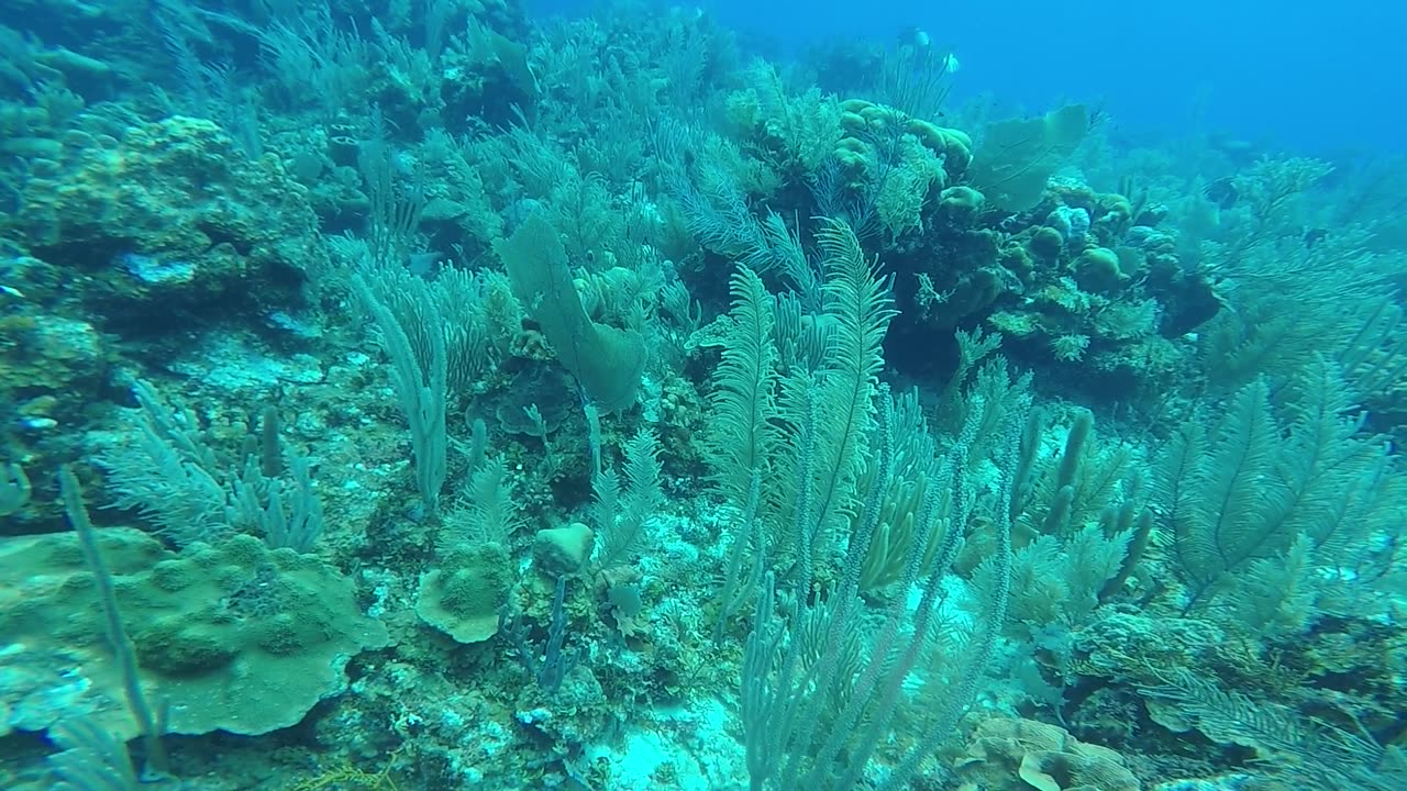 Beautiful Reef being patrolled by 4 Nurse Sharks