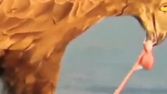 Eagle makes a power full attack on snake video