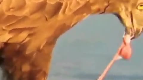 Eagle makes a power full attack on snake video