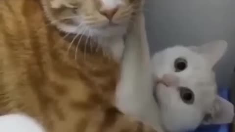 Cats having fun