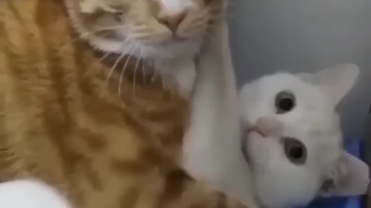 Cats having fun