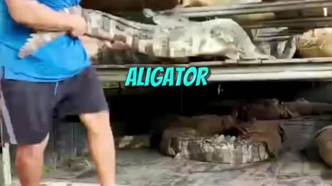 Alligator farming in world