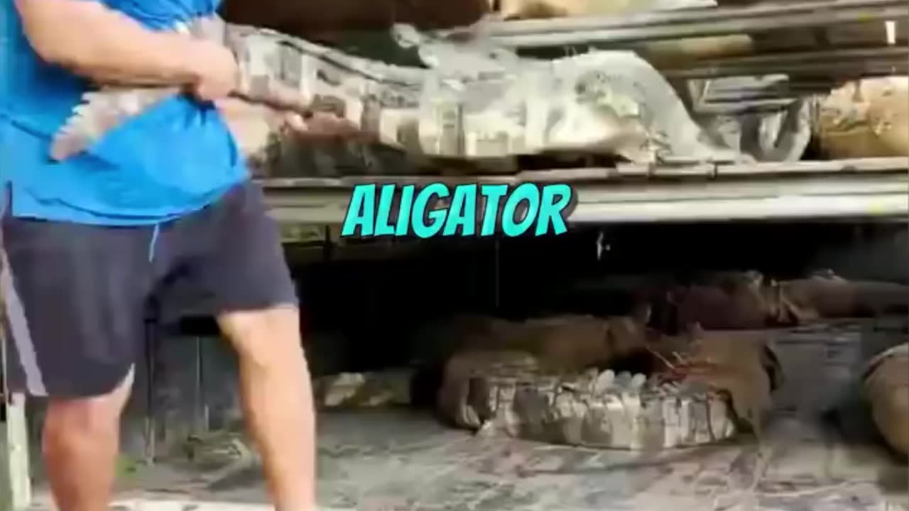 Alligator farming in world