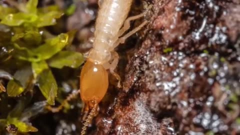 The Unique Survival ability of The Exploding Termites