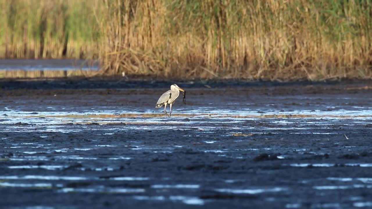 Rykowisko Czapla siwa i żaba