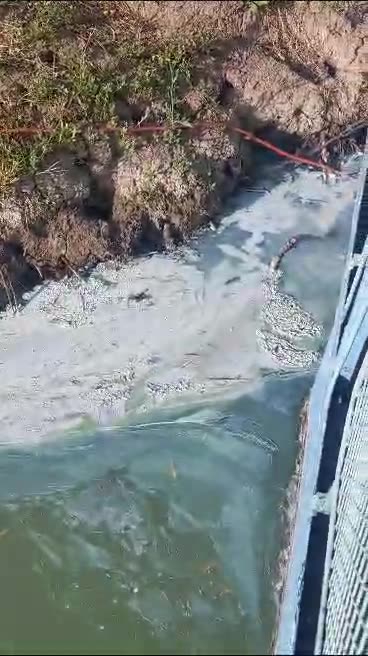 Green algea a grave concern.